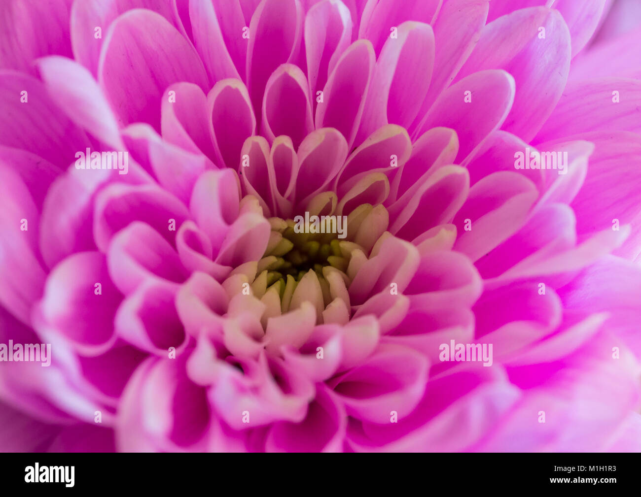 Chrysanthemum bloom hi-res stock photography and images - Alamy