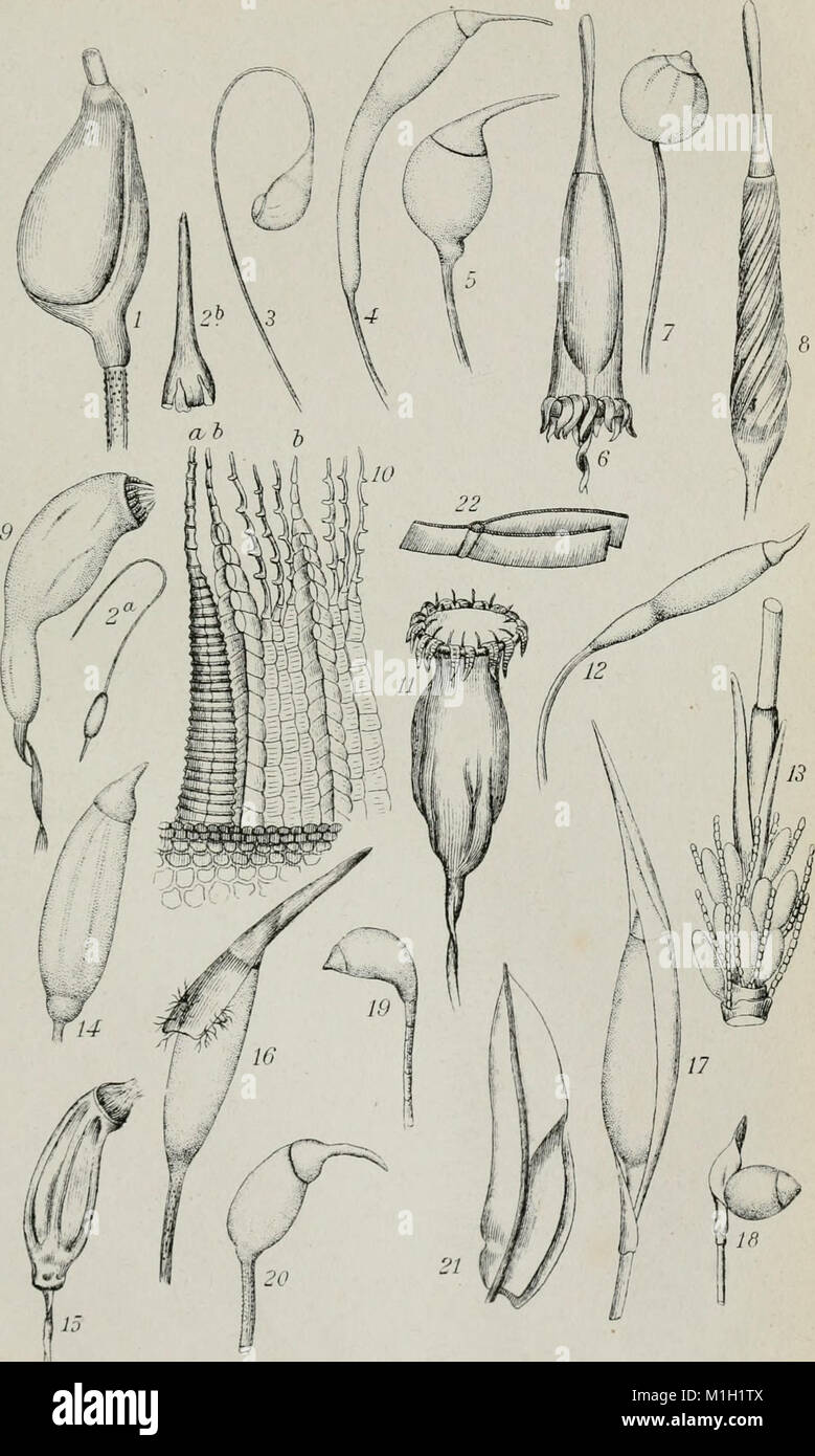 Annales de la Socit belge de microscopie (1875-1907) (18016366020) Stock Photo