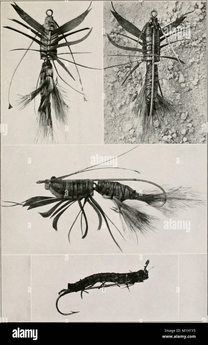 This 1916 guide provides detailed information on aquatic insects found ...