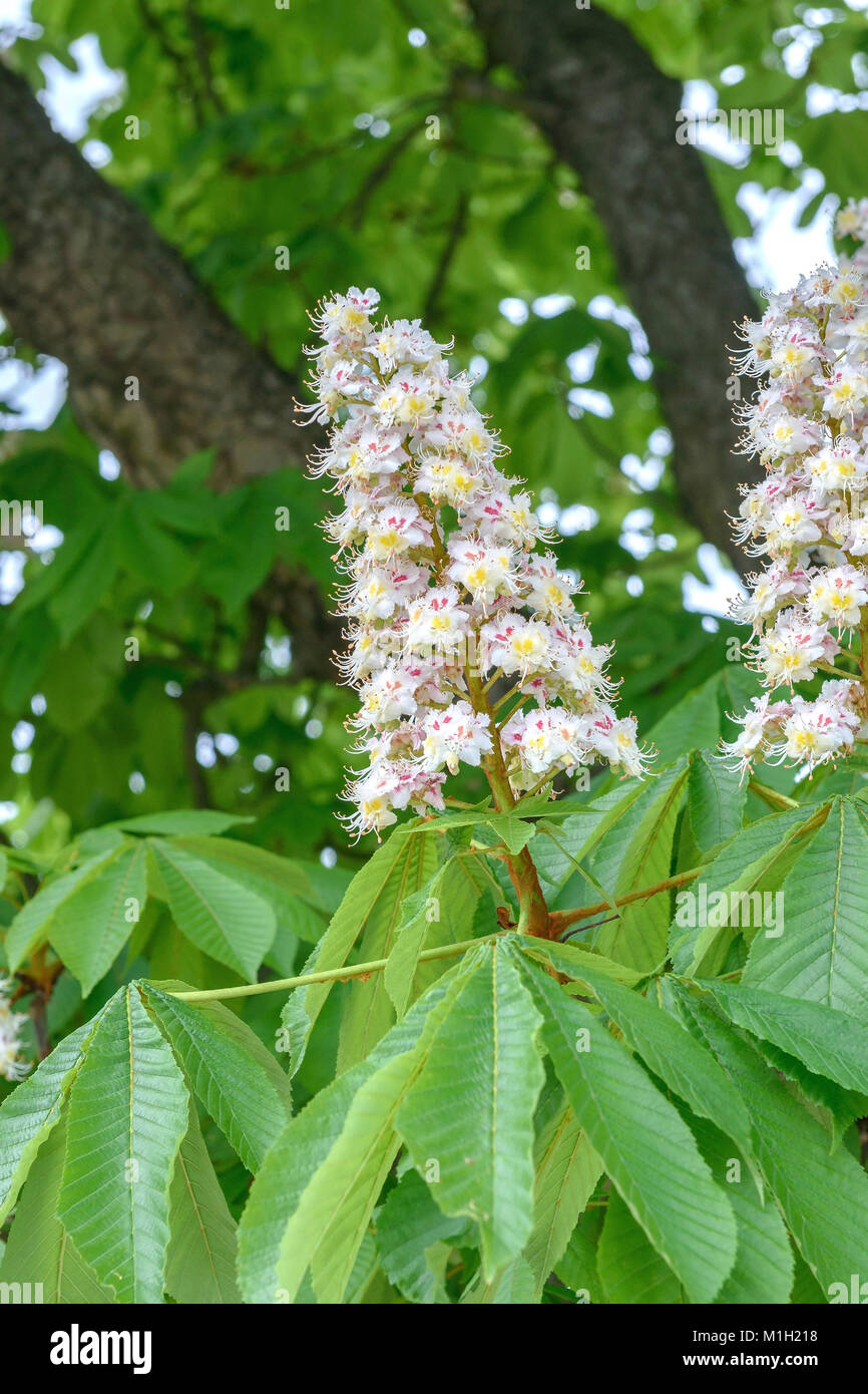 Ordinary horse chestnut (Aesculus hippocastanum), Gewöhnliche Rosskastanie (Aesculus hippocastanum) Stock Photo