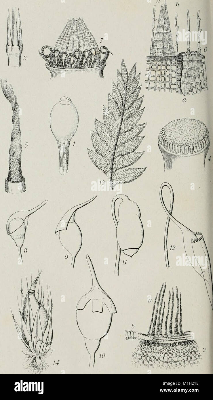 Annales de la Socit belge de microscopie (1875-1907) (18177596006) Stock Photo