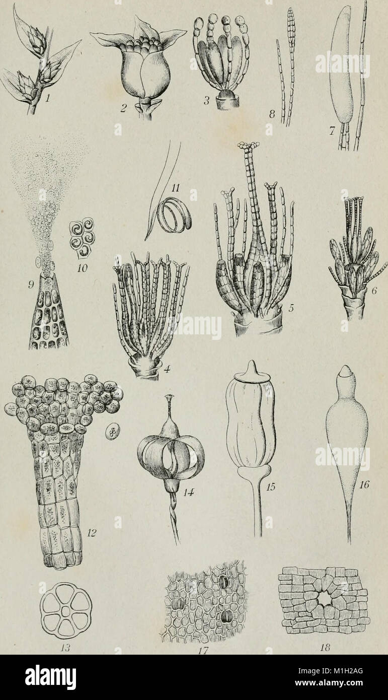 Annales de la Socit belge de microscopie (1875-1907) (18017867779) Stock Photo