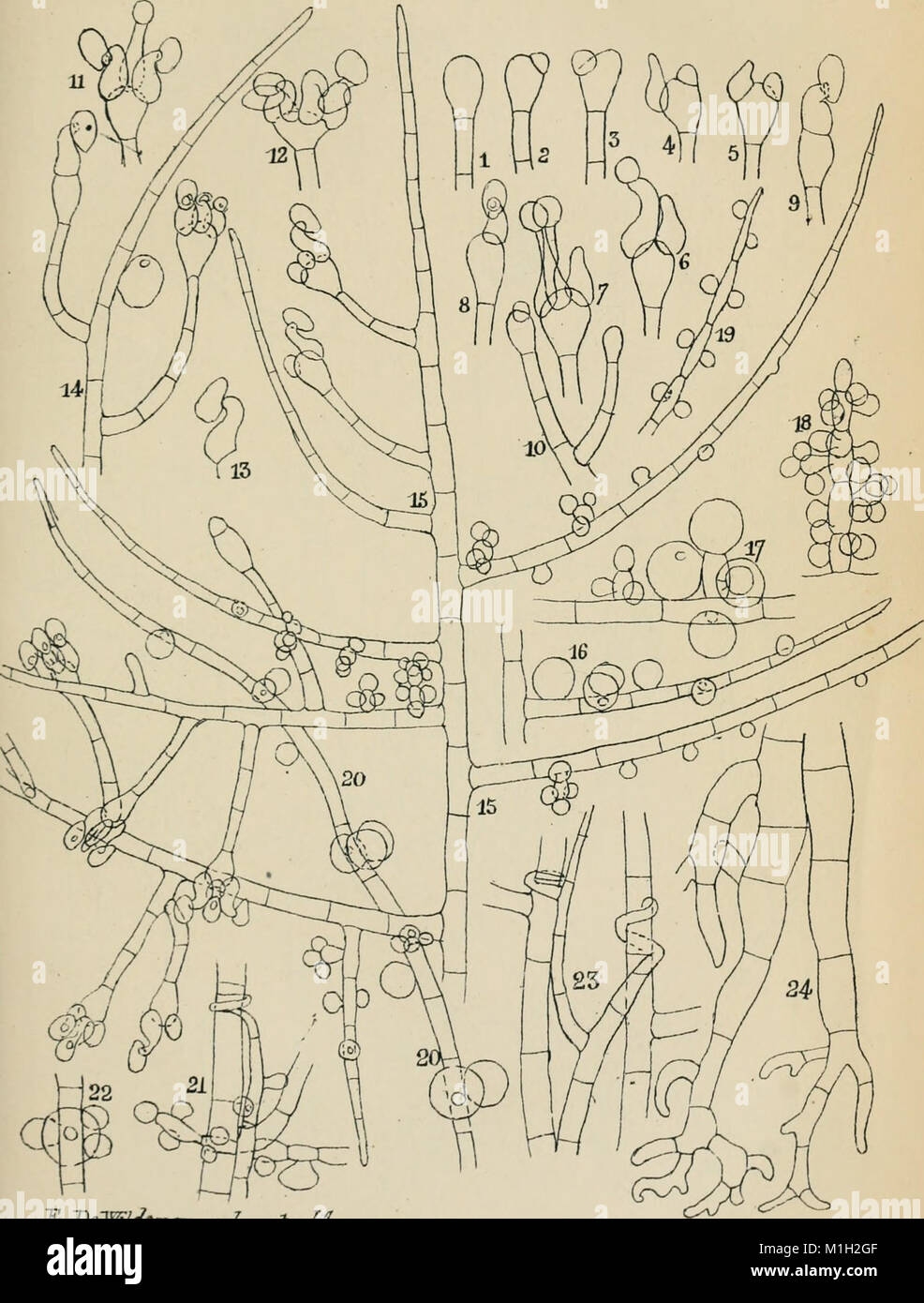 Annales de la Socit belge de microscopie (1875-1907) (18204083945) Stock Photo