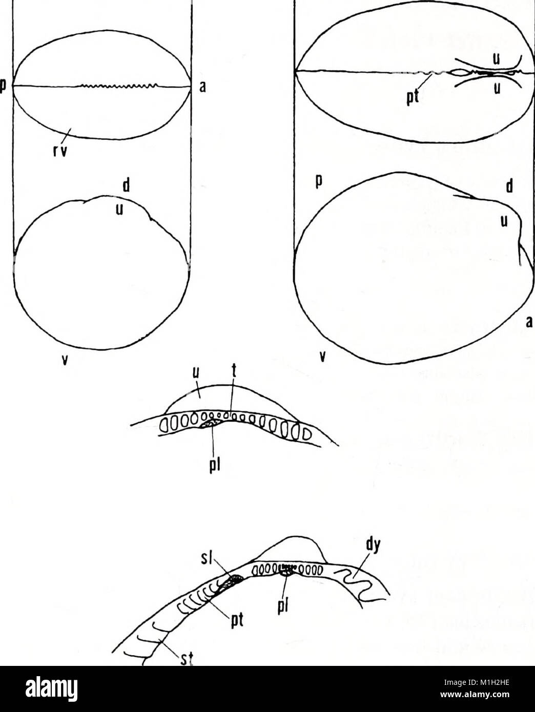 The 'American Malacological Bulletin' (2001) is a journal that ...