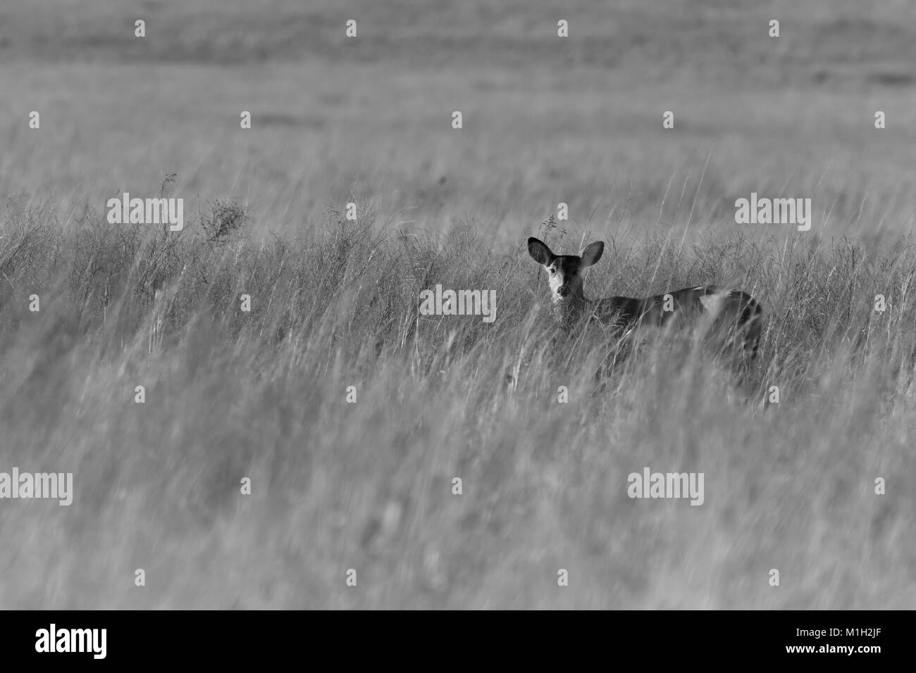 White Tailed Deer roaming the grasslands of the Tallgrass Prairie Preserve located in Pawhuska, Oklahoma 2018 Stock Photo