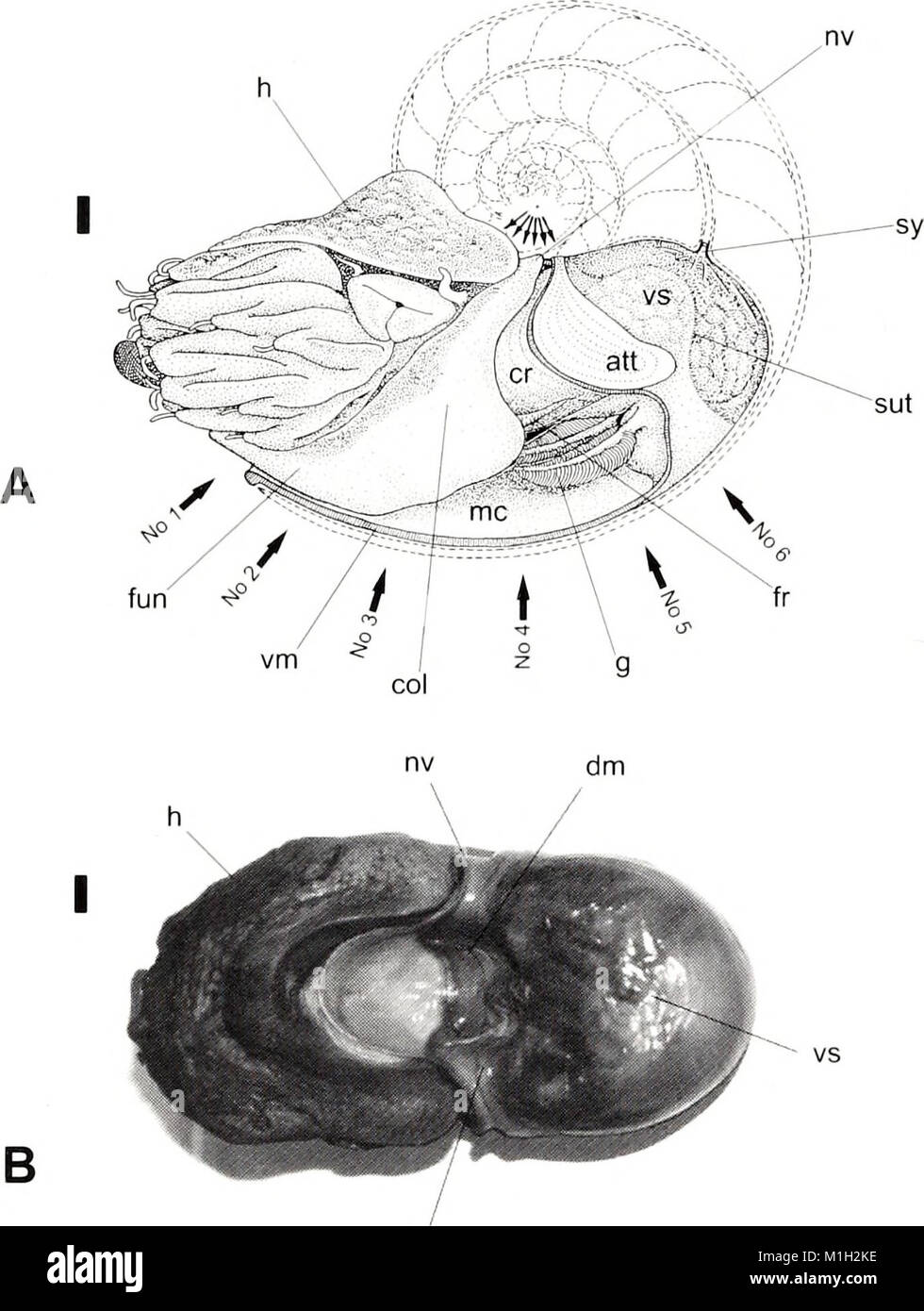 The American Malacological Bulletin, published in 2001, focuses on ...