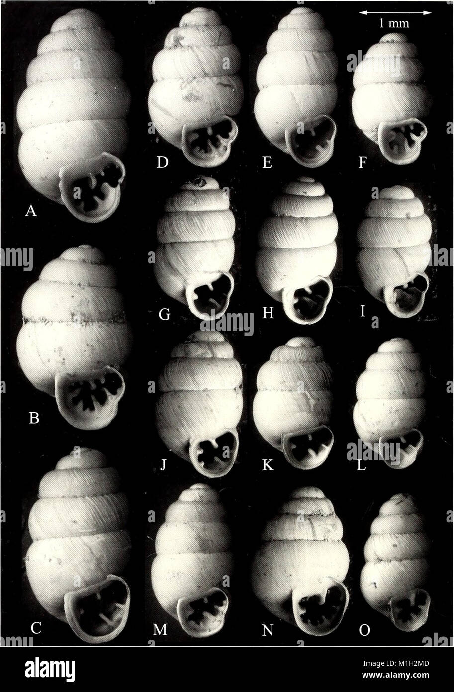 The American Malacological Bulletin (2001) publishes research on ...