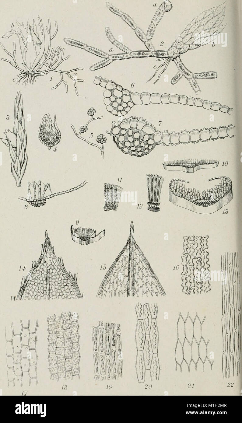 Annales de la Socit belge de microscopie (1875-1907) (18200441082) Stock Photo