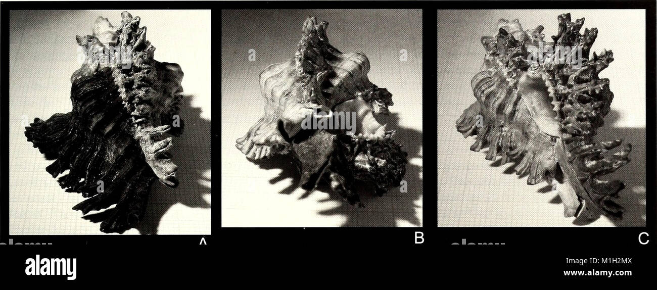 The American Malacological Bulletin (2001) provides updates on ...