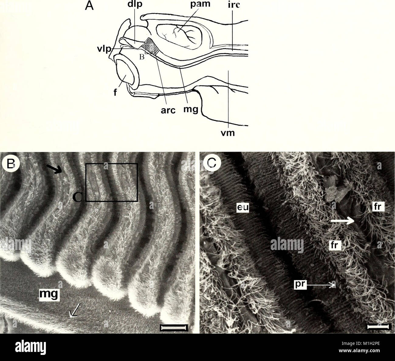 The 2001 edition of the American Malacological Bulletin provides ...