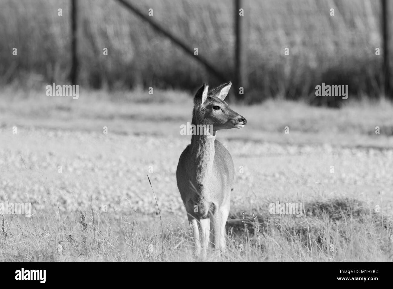 White Tailed Deer roaming the grasslands of the Tallgrass Prairie Preserve located in Pawhuska, Oklahoma 2018 Stock Photo