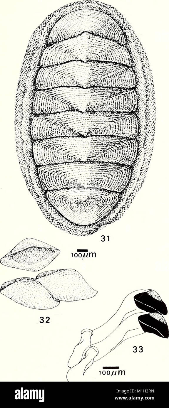 The 1988 edition of the American Malacological Bulletin publishes ...