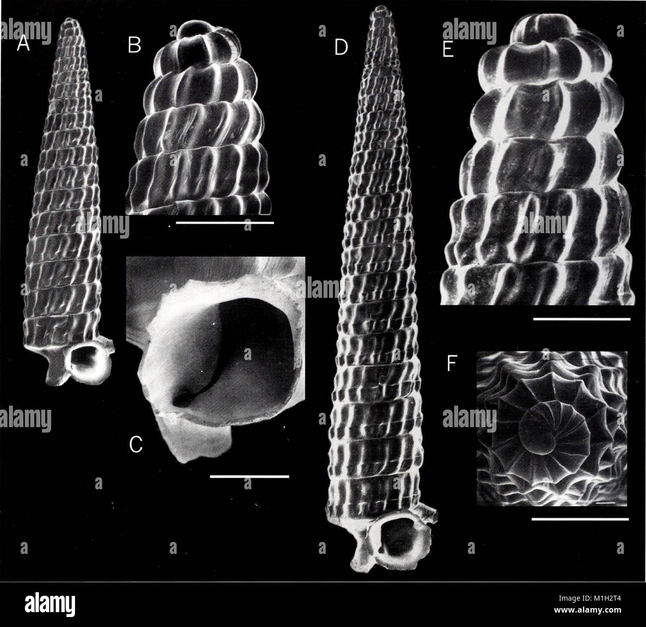 The 2001 American Malacological Bulletin focuses on recent studies and ...