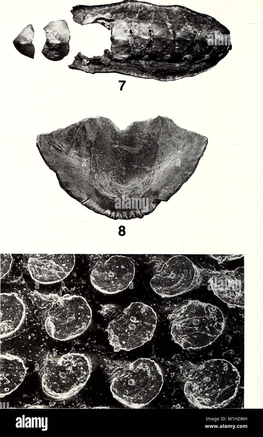 The American Malacological Bulletin, published in 1988, covers various ...