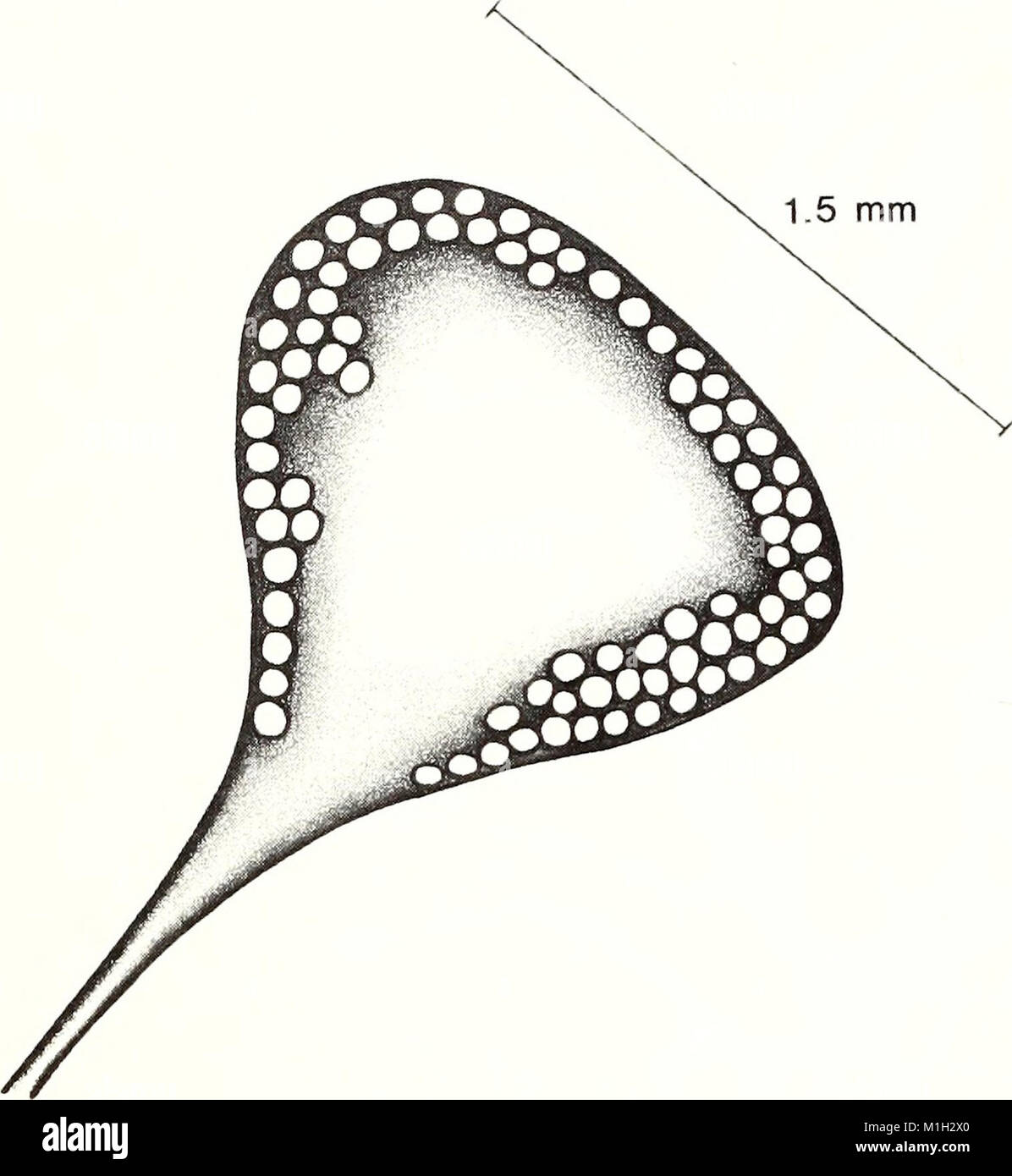 The 1986 American Malacological Bulletin focuses on the study of ...