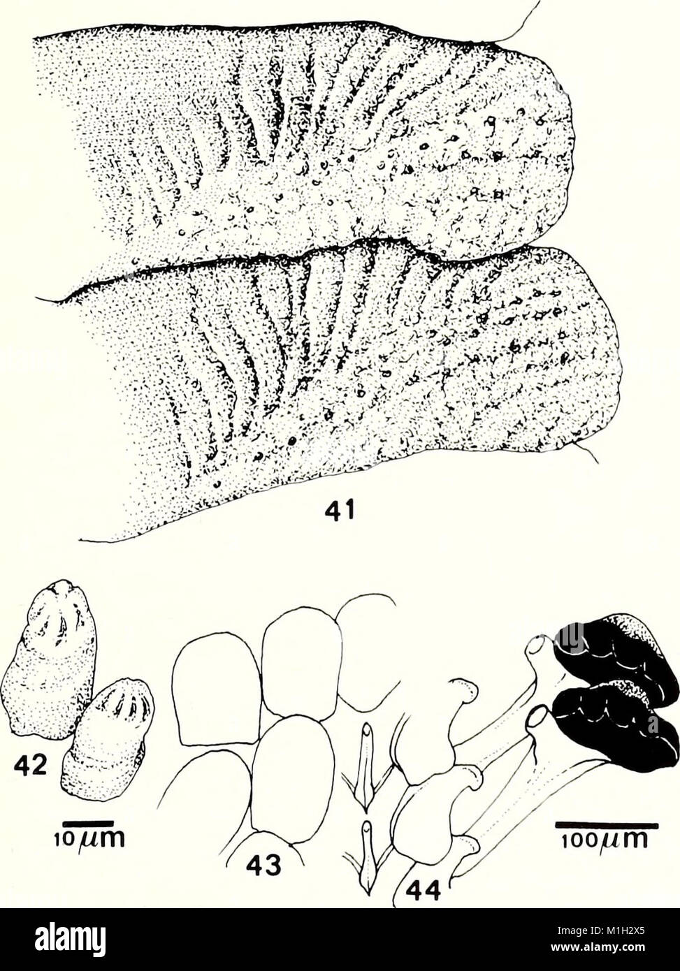 The American Malacological Bulletin (1988) is a scientific journal ...