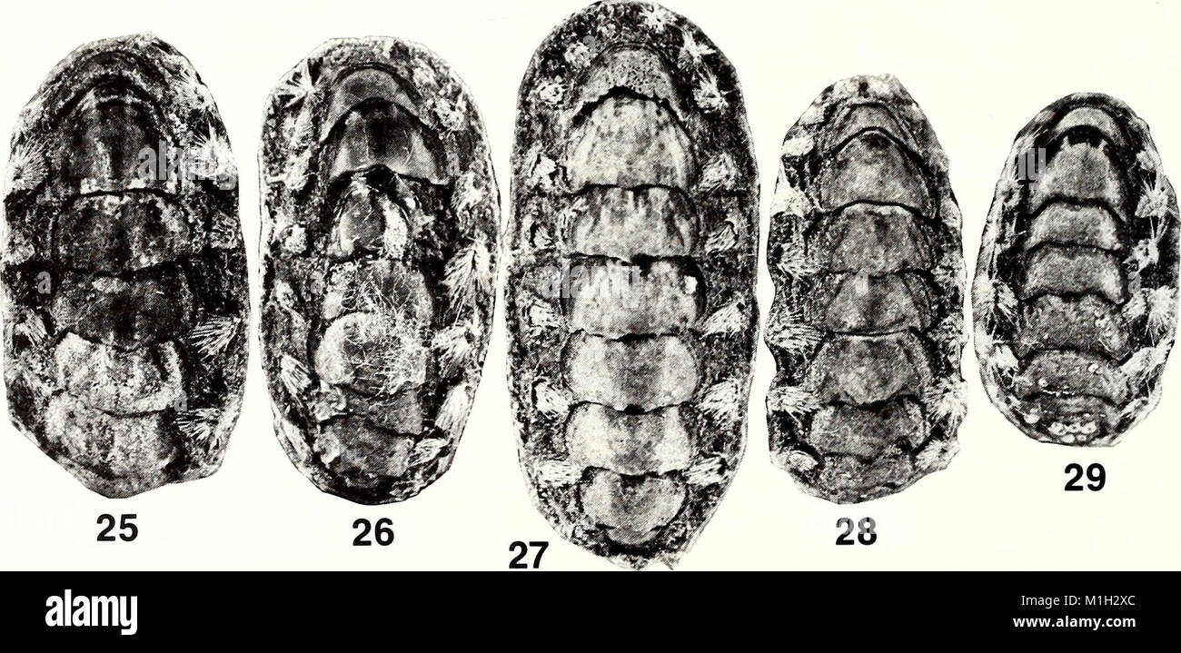 The 1988 issue of the American Malacological Bulletin covers research ...