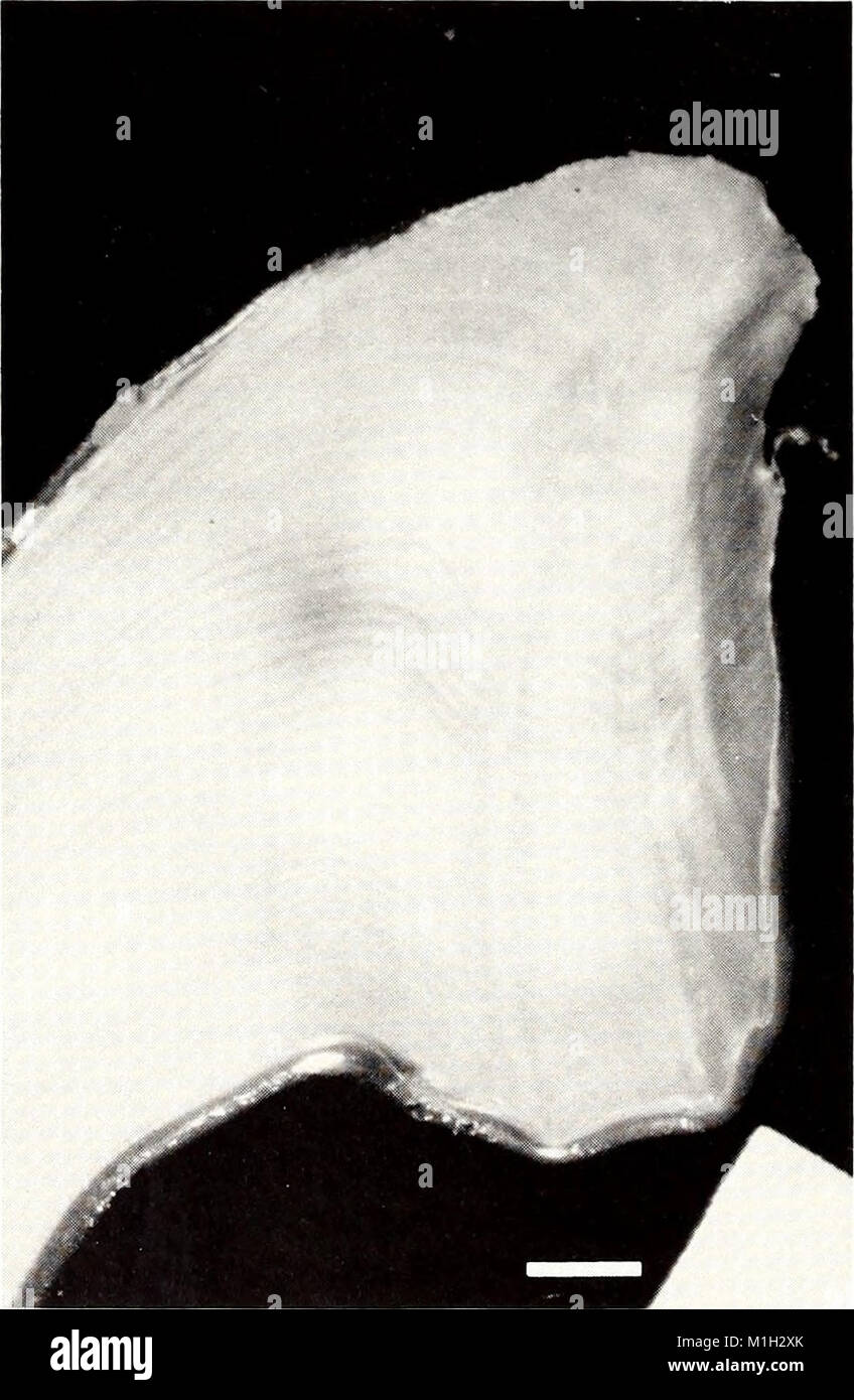 The 1988 edition of the American Malacological Bulletin focuses on ...