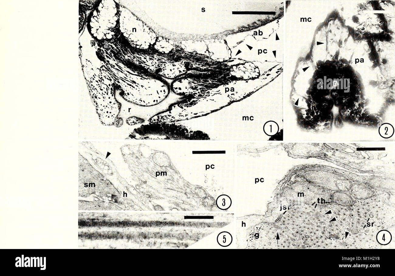 The 1988 American Malacological Bulletin publishes research findings on ...