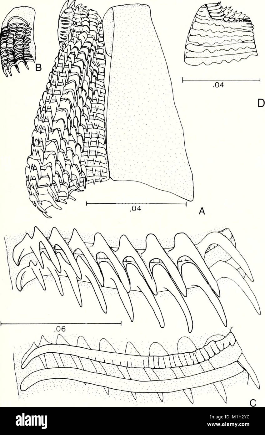 The 1988 *American Malacological Bulletin* includes research on ...