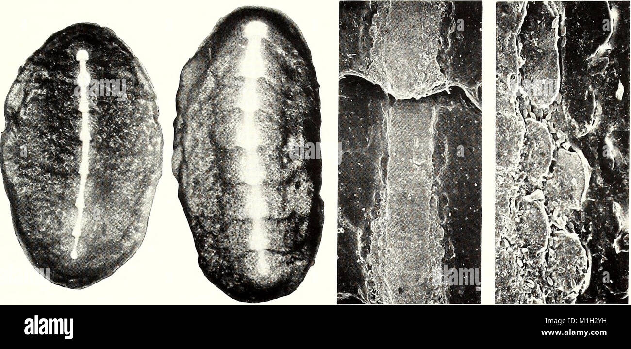 The 1988 American Malacological Bulletin publishes research on ...