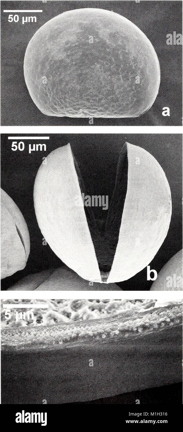 The 2001 issue of the American Malacological Bulletin, focused on the ...