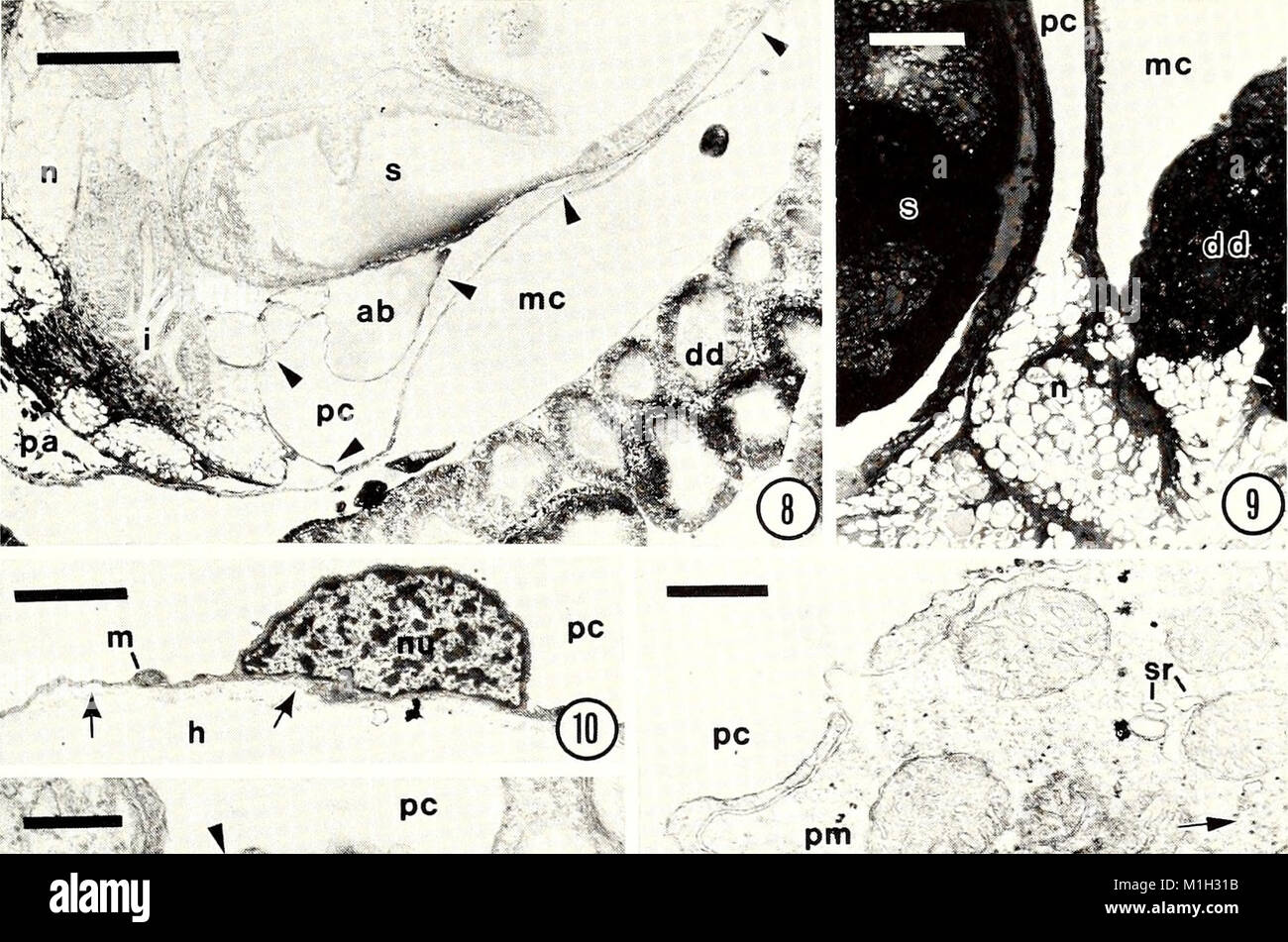 The 1988 issue of the 'American Malacological Bulletin' presents ...