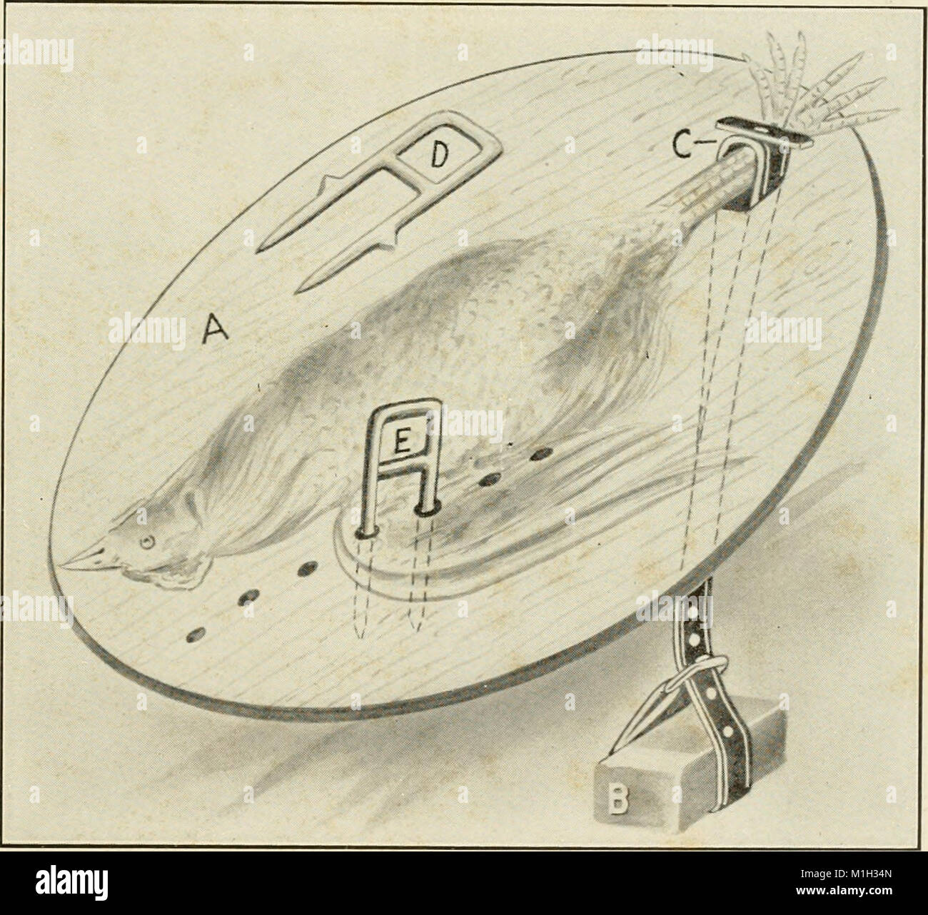 Animal castration book students practitioners hi-res stock photography