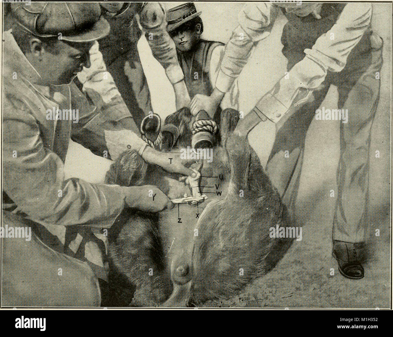 This 1914 manual on animal castration provides detailed instructions ...