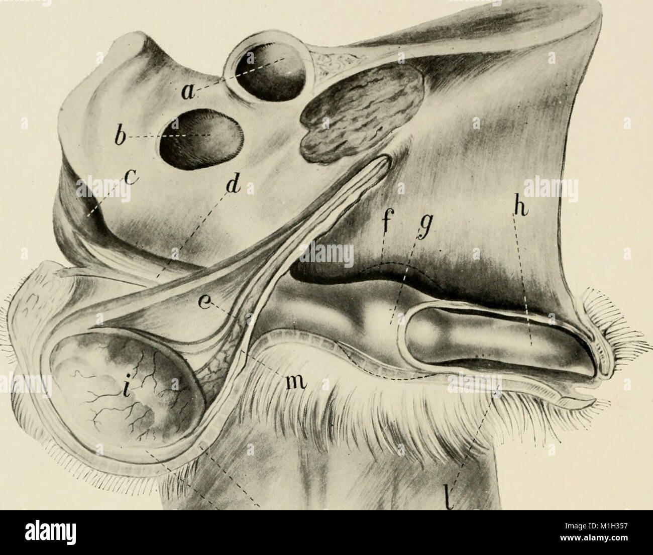 This 1914 book provides a comprehensive guide on animal castration ...