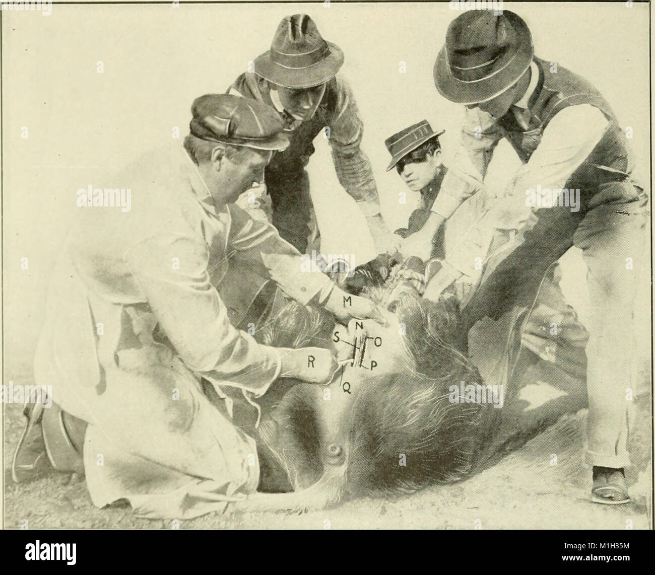'Animal Castration' (1914) serves as a guide for students and ...