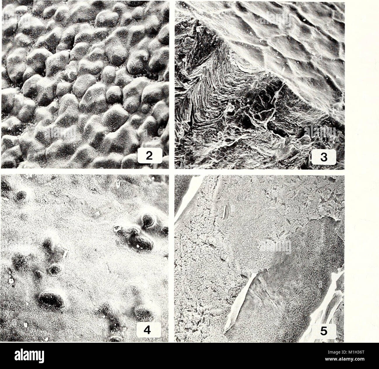 The American Malacological Bulletin (1988) focuses on the study of ...