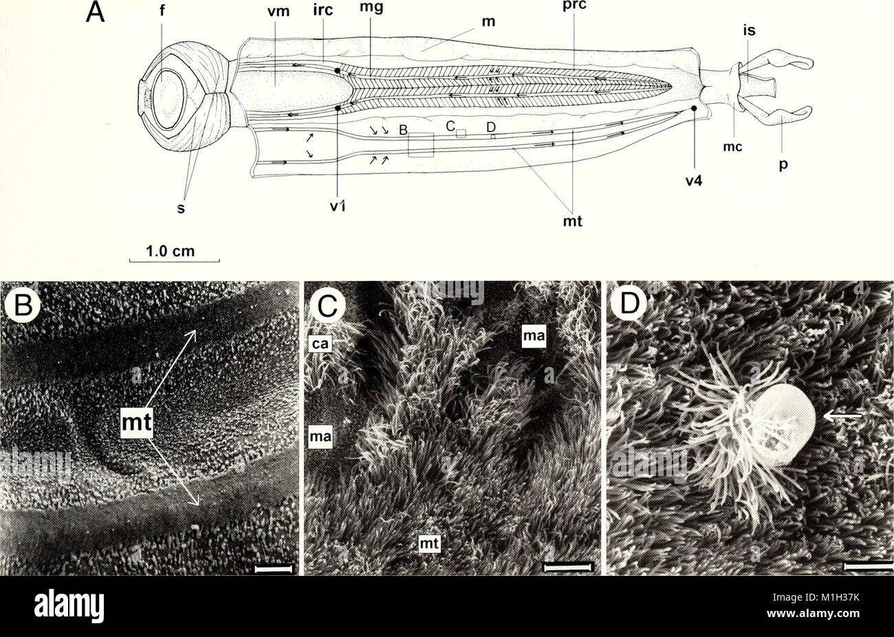 The 2001 American Malacological Bulletin publishes research on mollusks ...