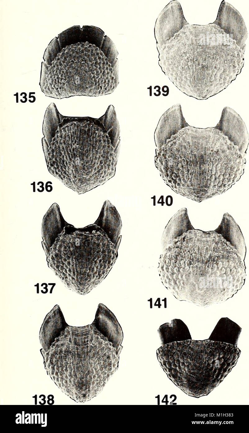 The American Malacological Bulletin, published in 1988, presents ...