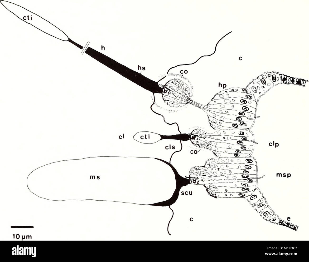 The 1988 American Malacological Bulletin presents research on mollusks ...