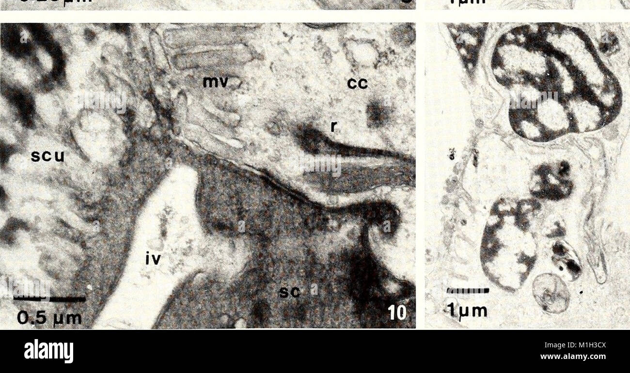 The American Malacological Bulletin from 1988 provides updates and ...