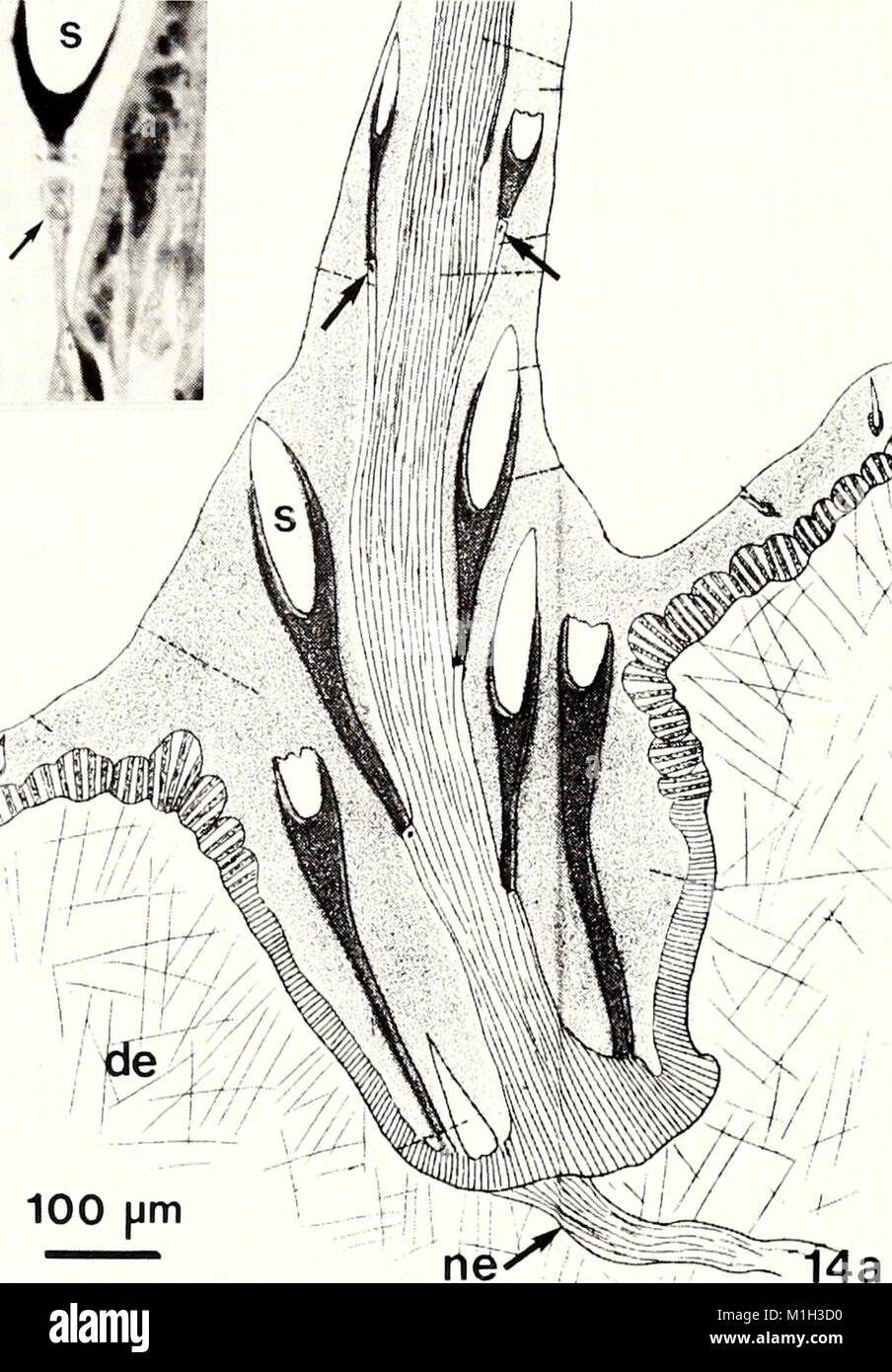 The American Malacological Bulletin (1988) presents research related to ...