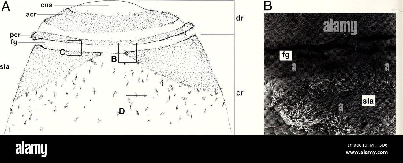 The American Malacological Bulletin (2001) is a scientific journal that ...
