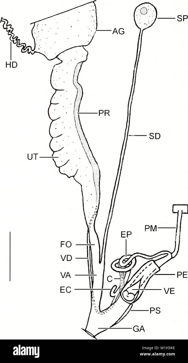 The 2006 American Malacological Bulletin focuses on malacology, the ...