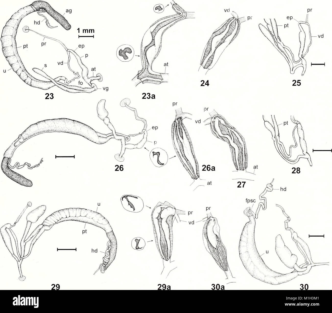The 2006 American Malacological Bulletin is a scientific journal that ...