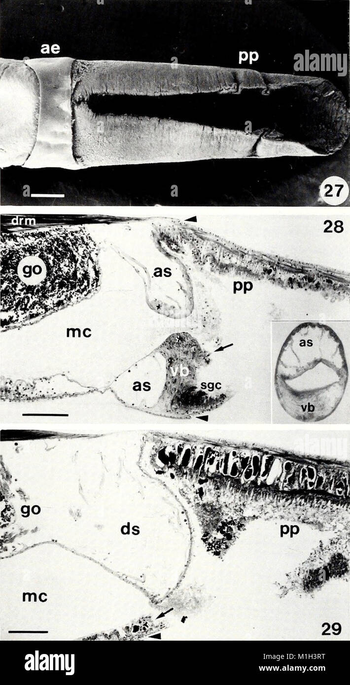 The *American Malacological Bulletin* from 1990 presents research on ...