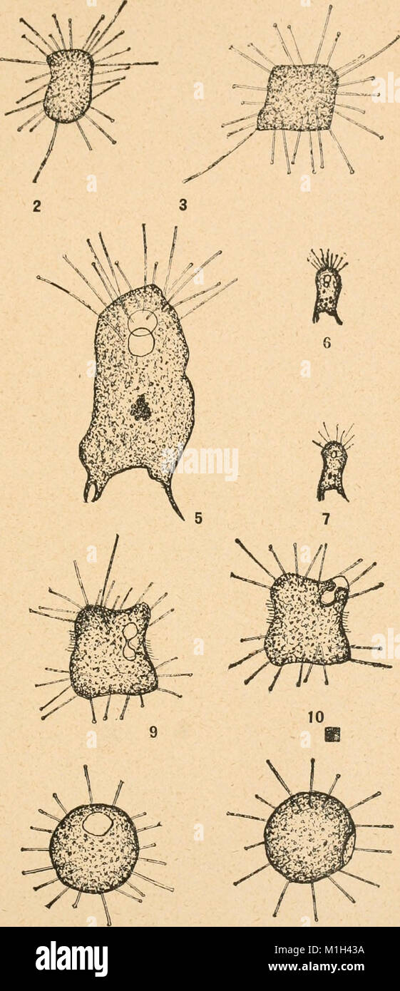 Annales de la Socit belge de microscopie (1875-1907) (17583654553) Stock Photo