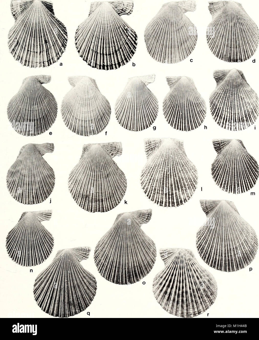 The 1993 edition of the American Malacological Bulletin focuses on ...