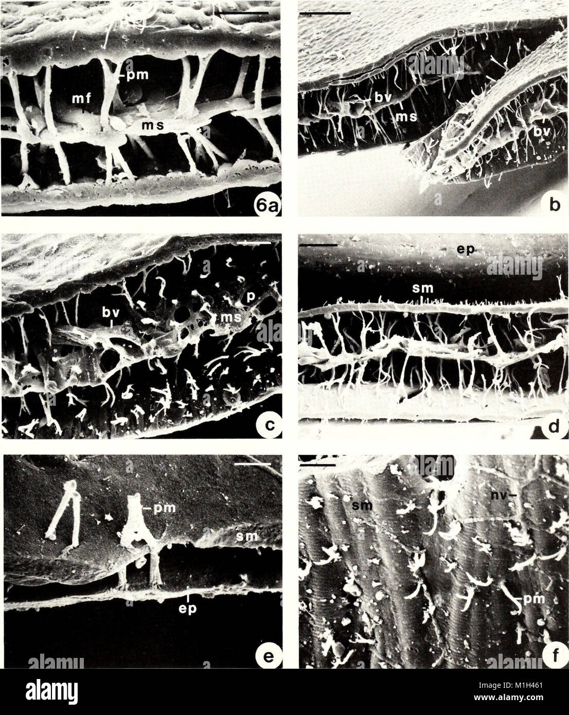 The 1990 American Malacological Bulletin features articles on ...