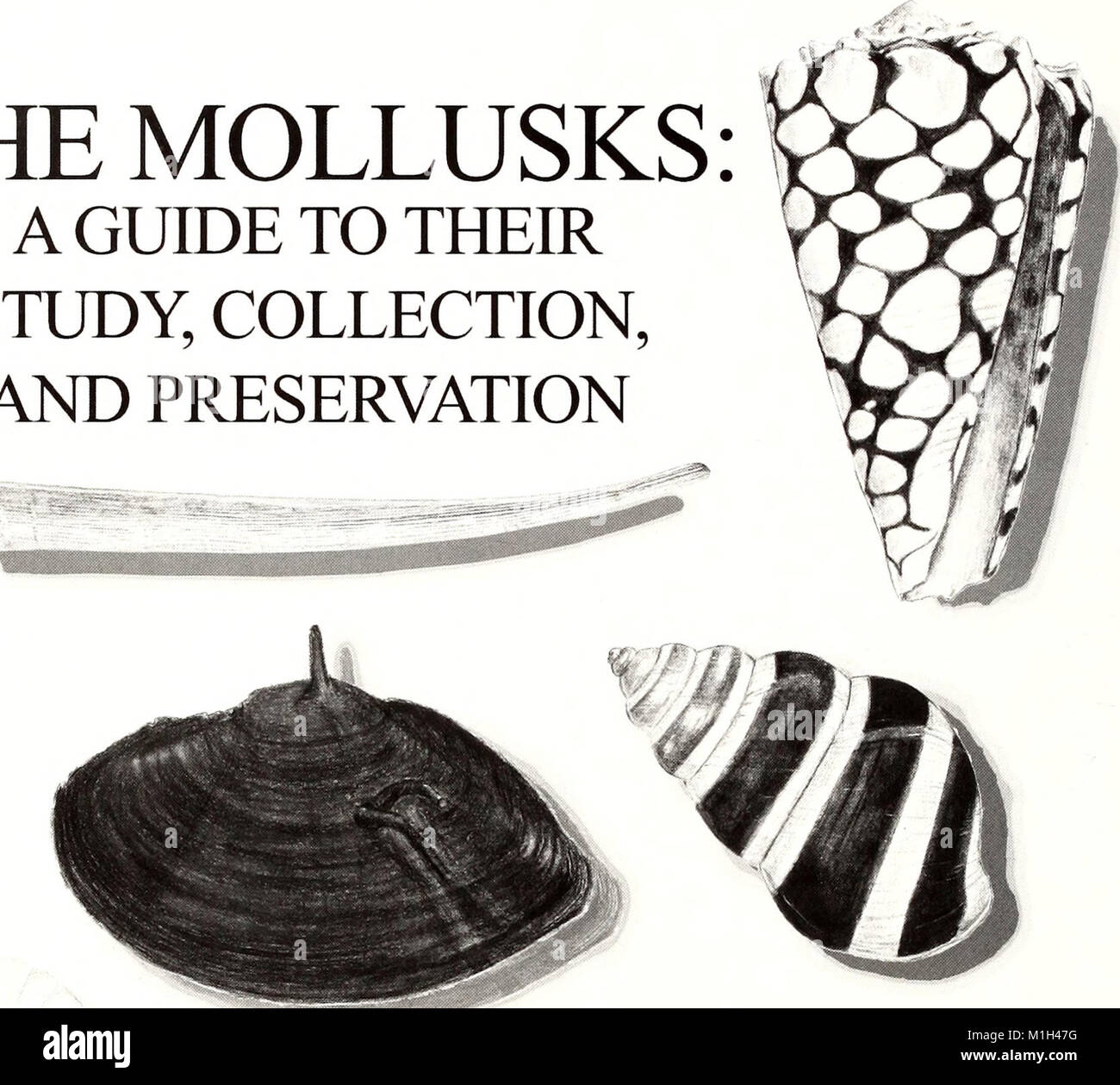 The American Malacological Bulletin (2007) is a scientific publication ...