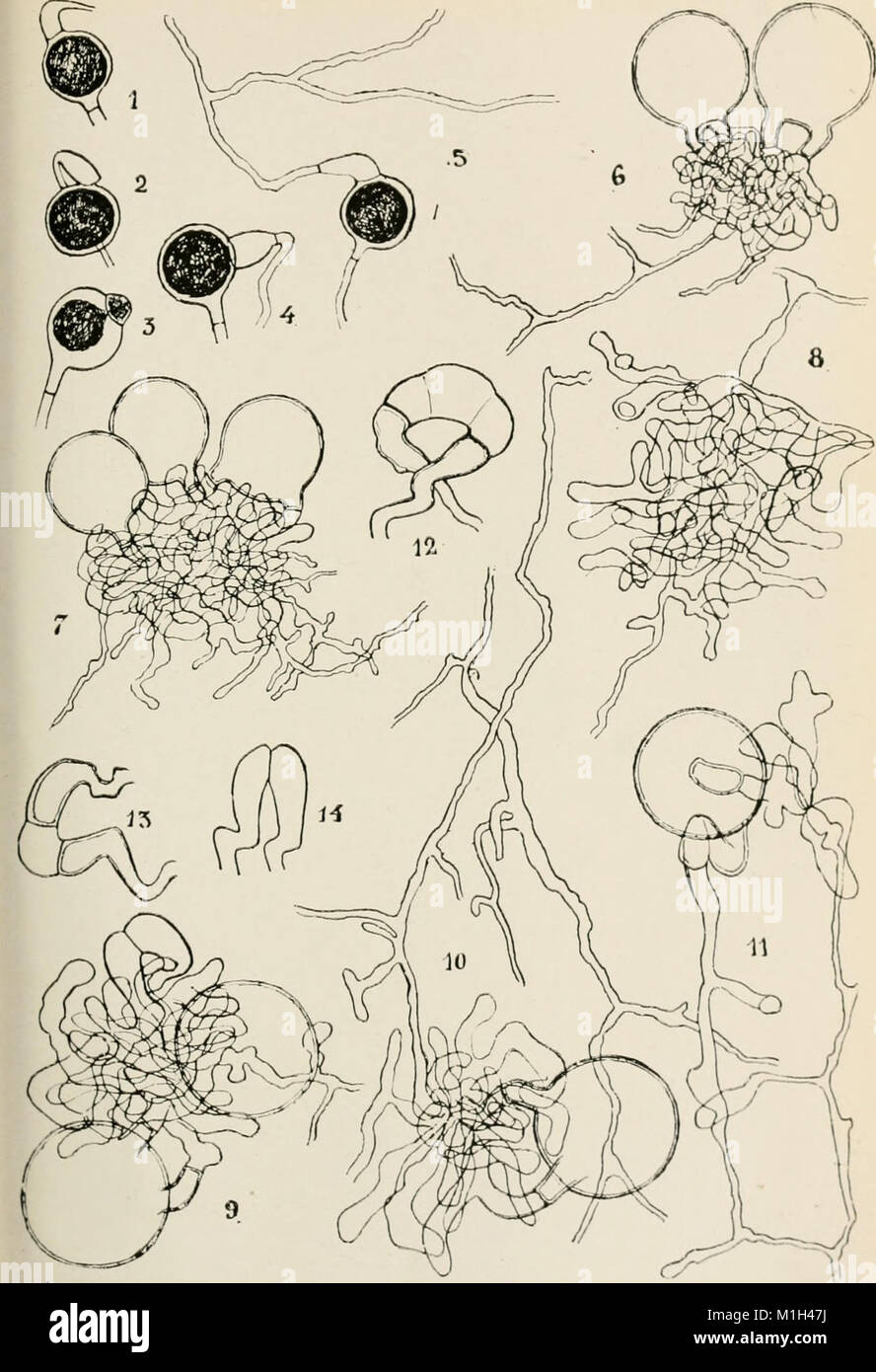 Annales de la Socit belge de microscopie (1875-1907) (18177549686) Stock Photo