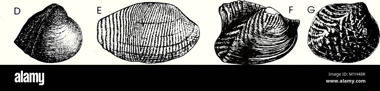 The 1993 American Malacological Bulletin focuses on the study of ...