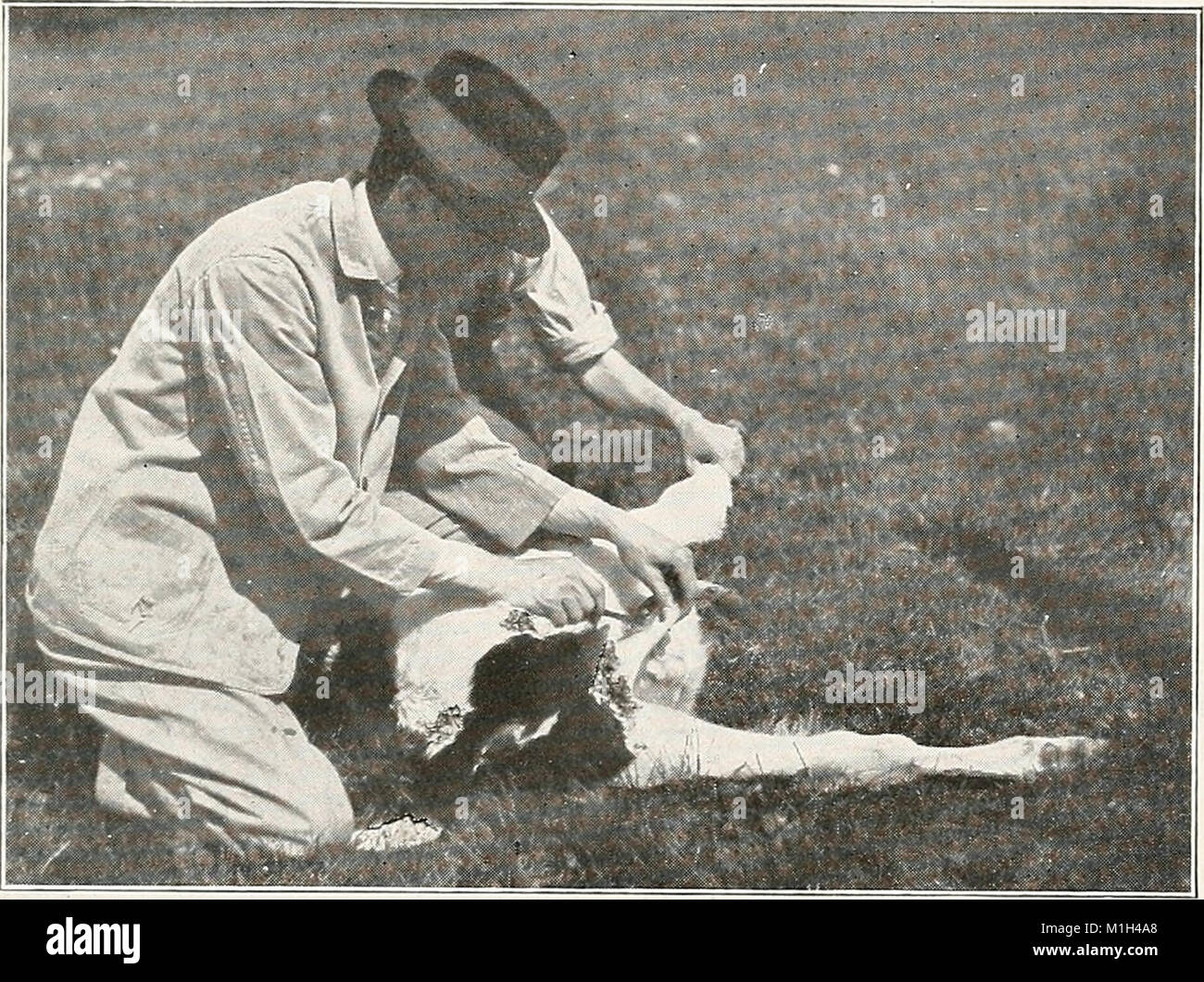 Animal castration (1915) (18008099930 Stock Photo Alamy