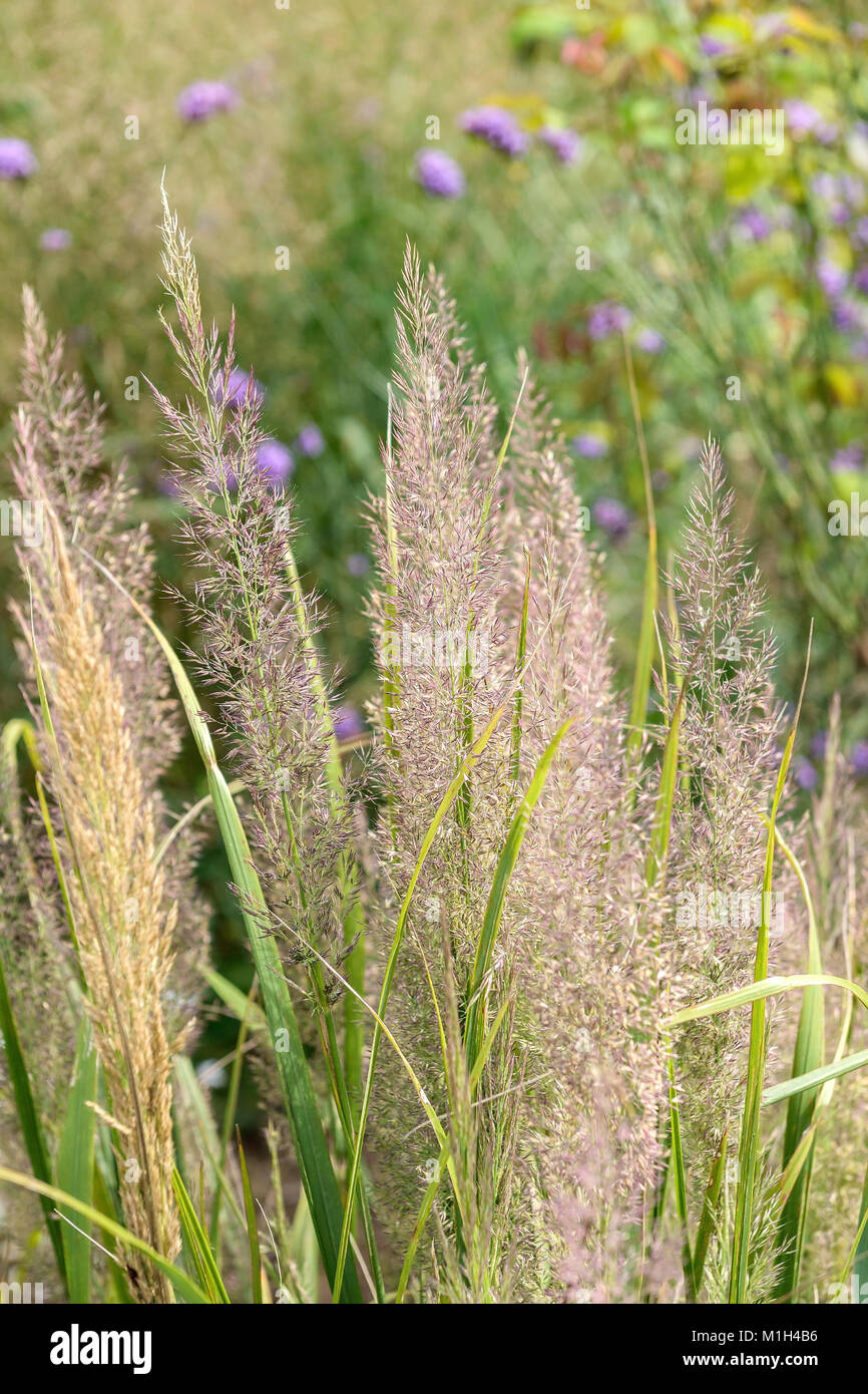 Diamond grass (Cala Magro Stis brachytricha), Diamantgras