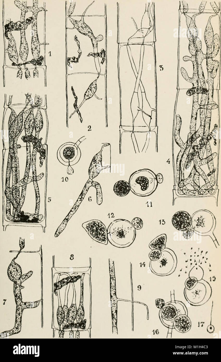 Annales de la Socit belge de microscopie (1875-1907) (17583428993) Stock Photo